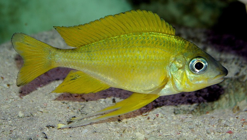 Ophthalmotilapia nasuta 'Kipili'